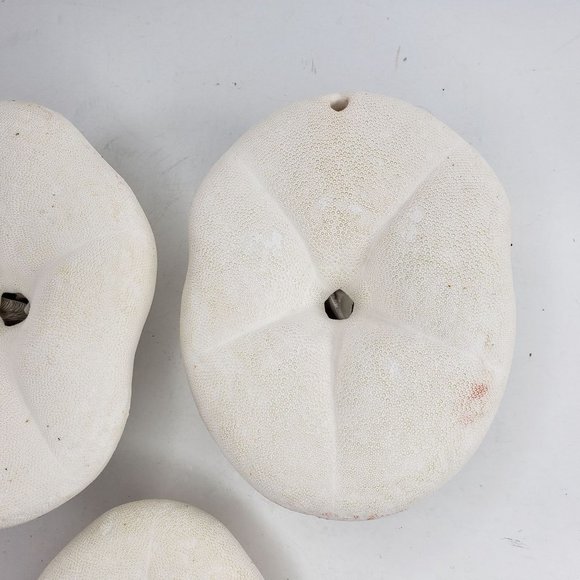 Large Sand Dollar Sea Biscuit Puffy 5" x 4" Vintage Natural Set of 3 - Picture 11 of 13